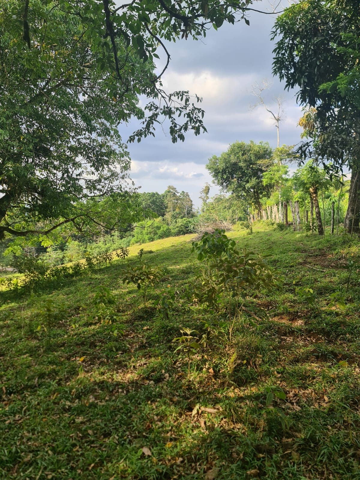 Gorgeous 50,372 m2 (12,4 acre) Farm In Cabanga, Guatuso