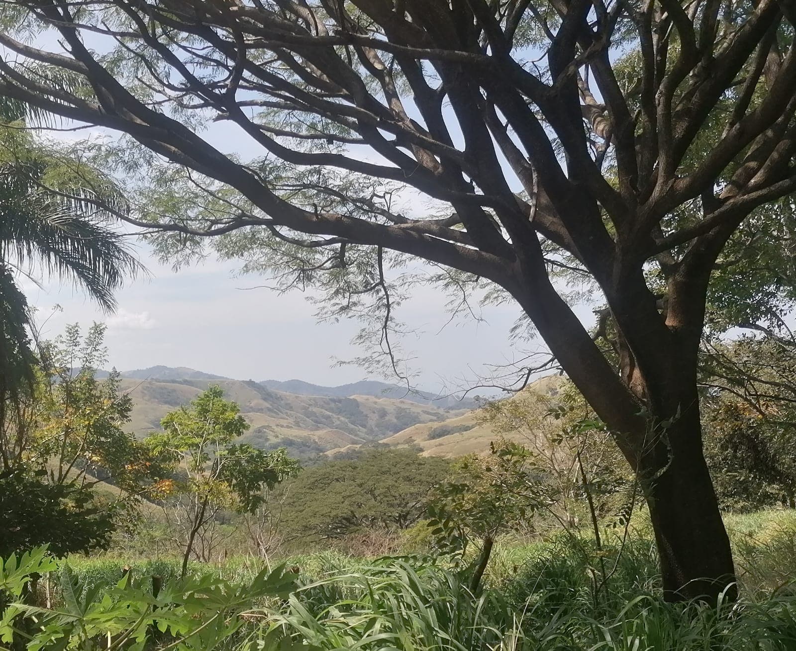 Nature Lover: 5,121 m2 Lot with Mountain Views and Lush Fruit Orchard