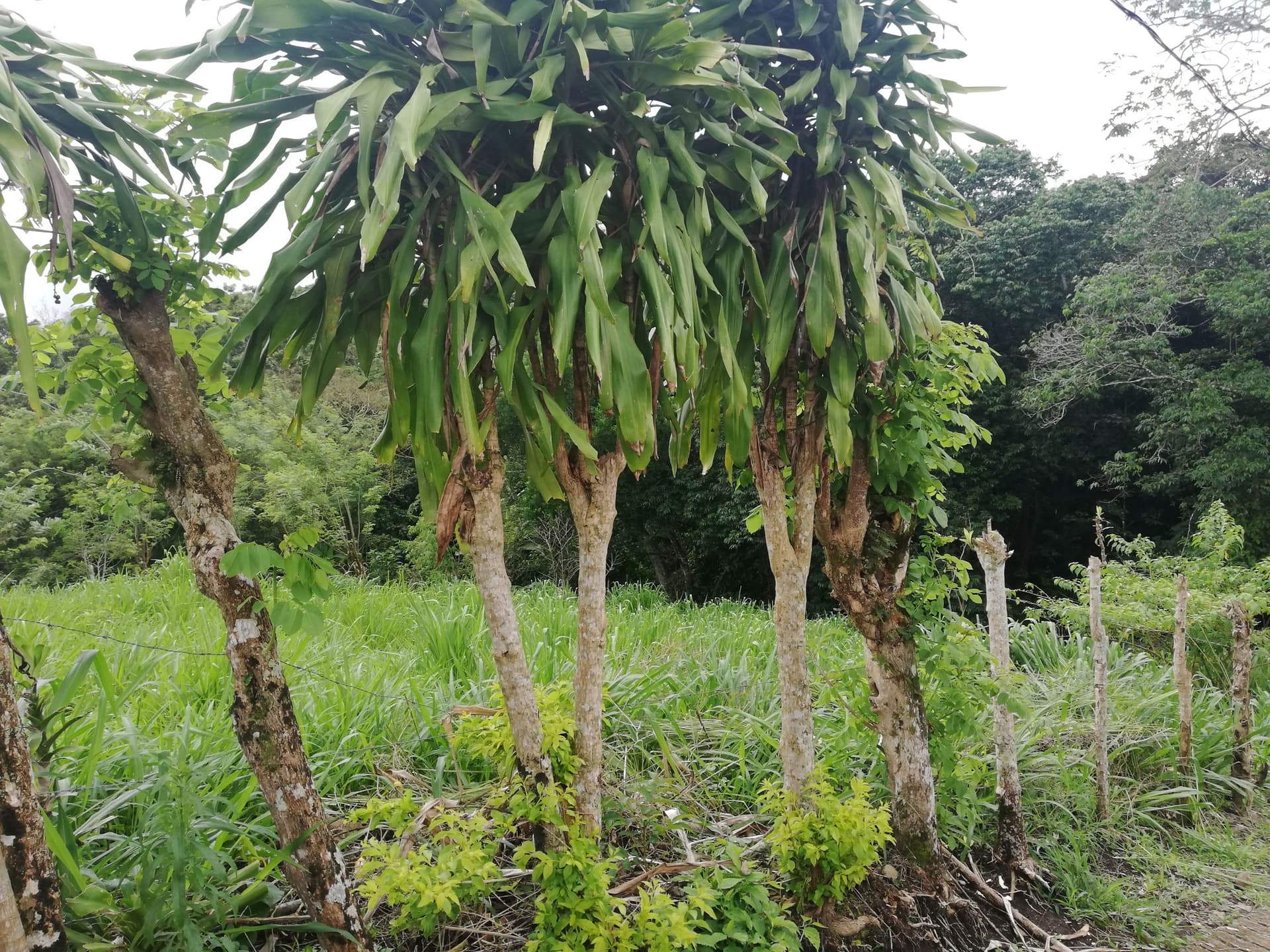 READY TO BUILD! 2,670m2 Parcel near Downtown Tronadora