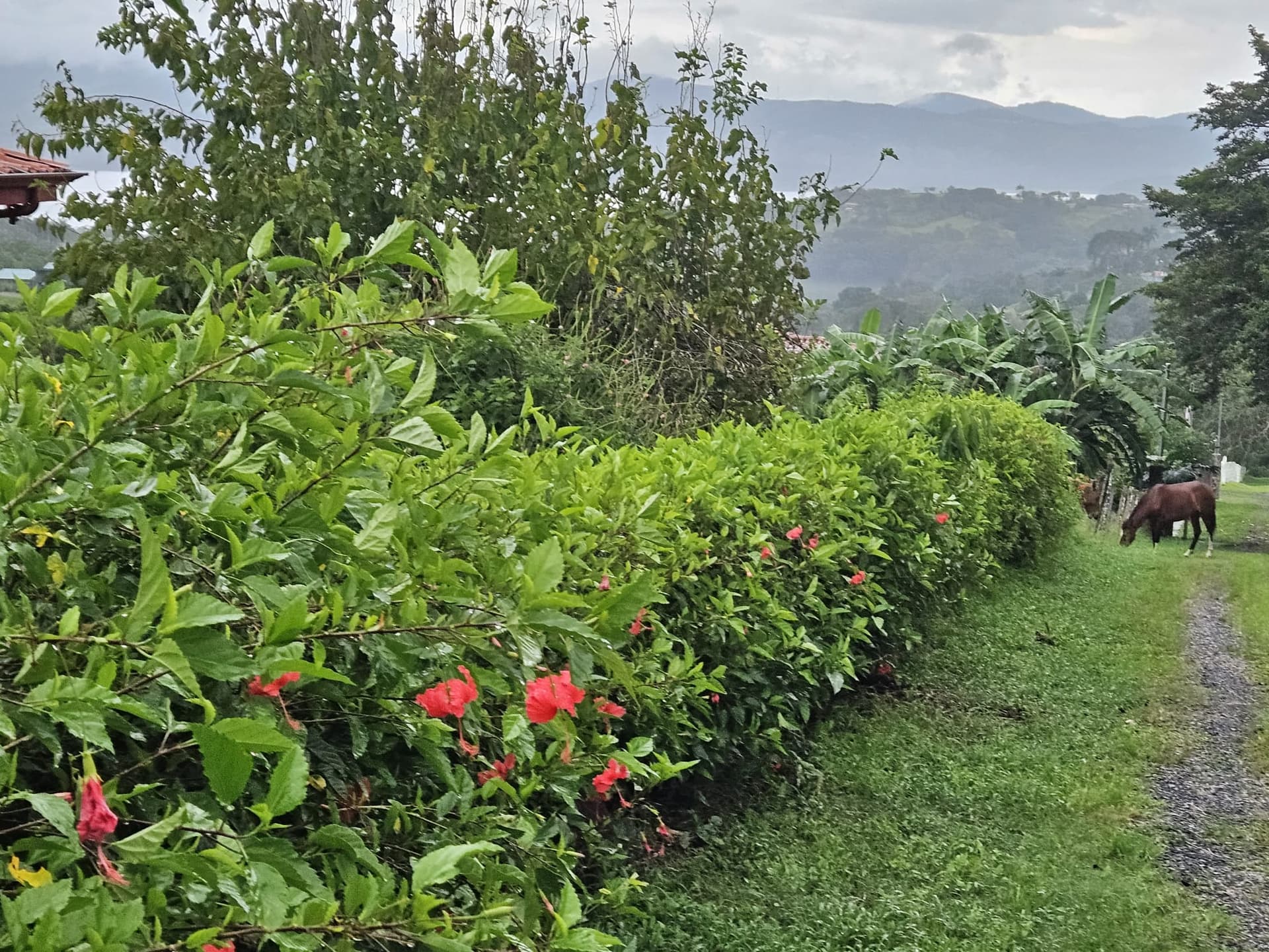 8,737 M2 (2.15 Acre) Lot with View of Lake Arenal in Tronadora