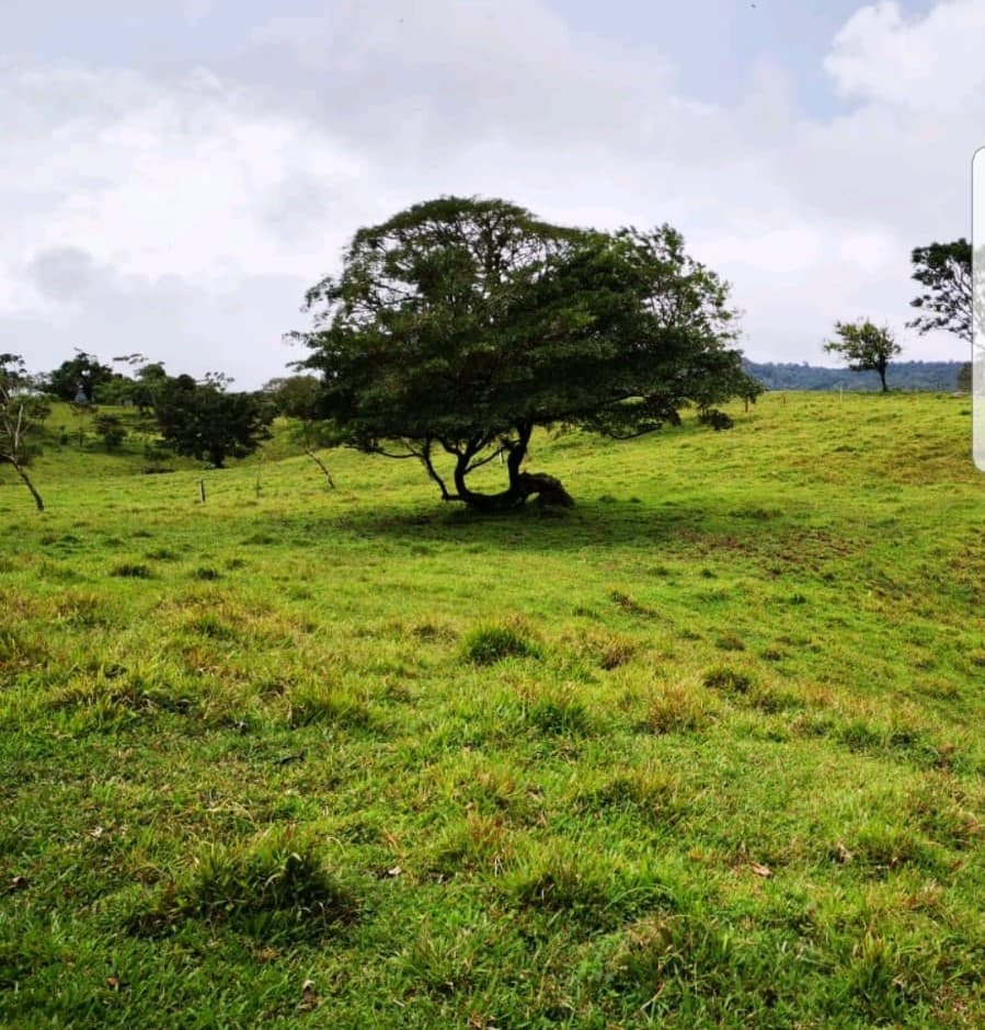 Incredible 9 Hectare Farm w/ Water Galore, Rivers, Springs & Creeks