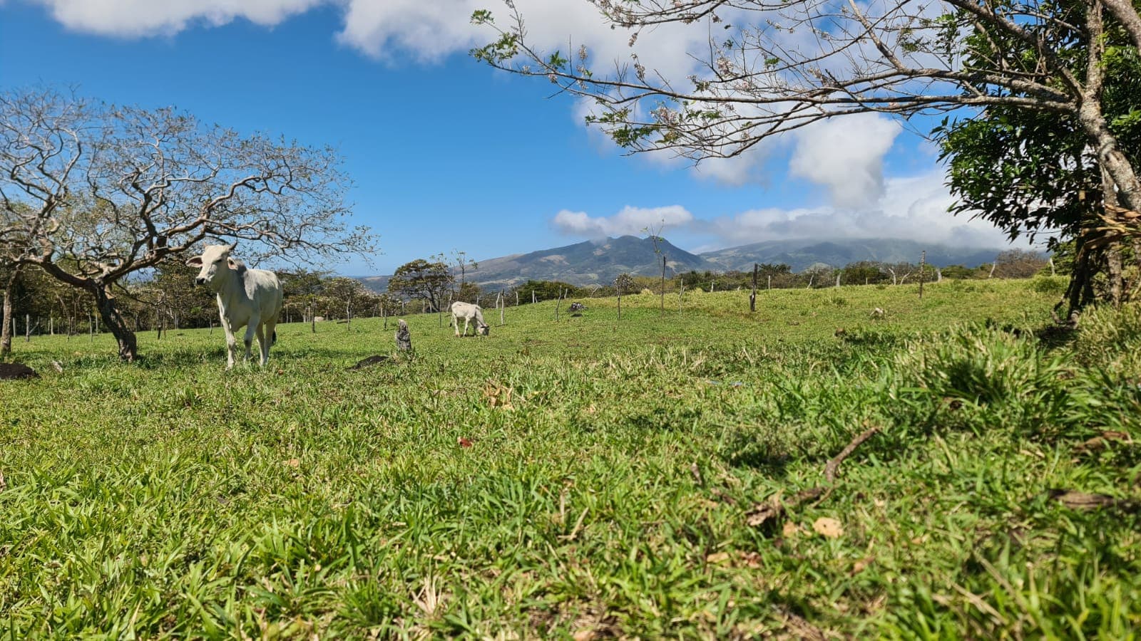 10,000 M2 (2.47 Acre) Lot with Volcano View in Nueva Guatemala