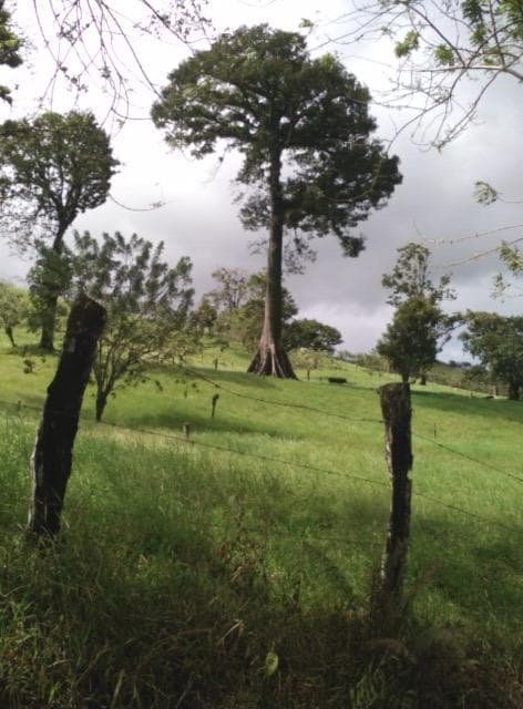 87.731 m2 Farm with Spectacular Lake and Volcano Views in Viejo Arenal