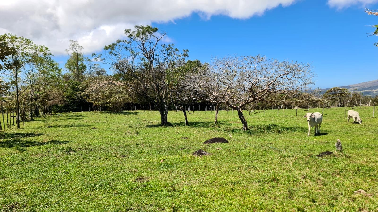 10,000 M2 (2.47 Acre) Lot with Volcano View in Nueva Guatemala
