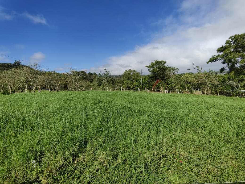 Lot w/ Stunning Views: 1,775 m2 Overlooking Lake Arenal & Tenorio Volcano